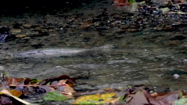 A female chum salmon digging a redd in Seattle, Washington