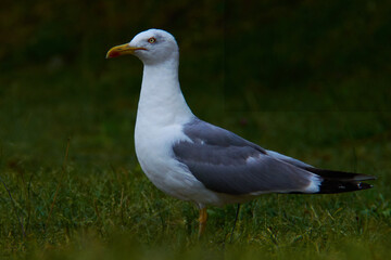 Seagull