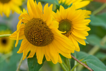 Sunflowers Growing In The Garden In Summer