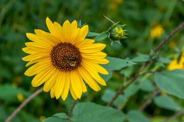 Sunflowers Growing In The Garden In Summer