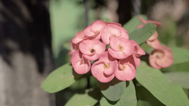 Insecto flores rosas
