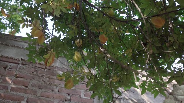 Fruta carambolo