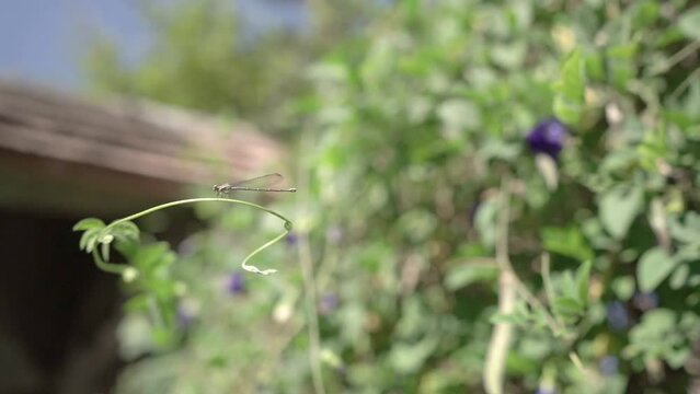 Anisoptera libelula macro 