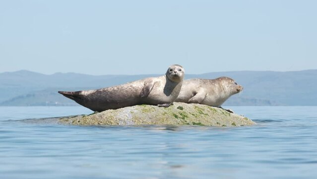 Two common seals lying on a rock on a sunny day on coastline in Scotland. This was taken on the coastline of the Isle of Arran.