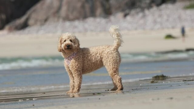 Cockapoo dog walking into shallow waves on beach in slow motion