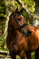 Beautiful bay horse in the woods portrait