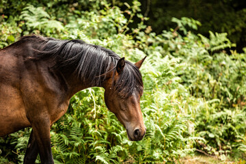 Beautiful wild pony in nature