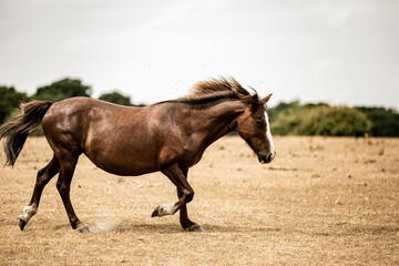 Obraz premium Beautiful wild pony in nature
