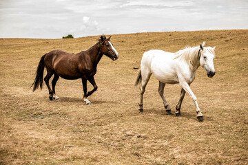 Obraz premium Two horses together in the field