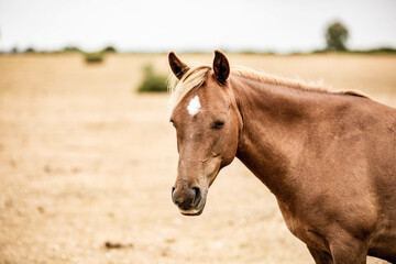 Obraz premium Beautiful wild pony in nature