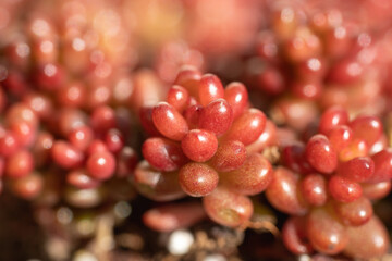 セダム　レッドペリー2