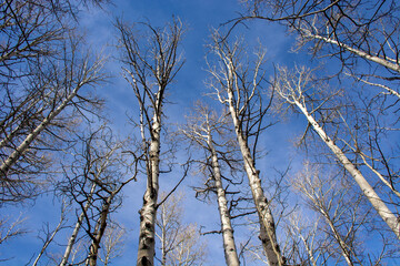 Fototapeta na wymiar Grove of Birch Trees
