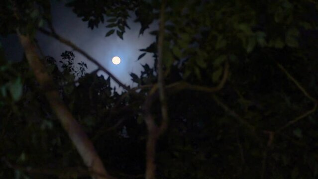 Timelapse luna arbol, noche oscuridad terror