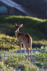 Deer standing on ocean dunes