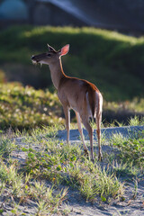 Deer standing on ocean dunes
