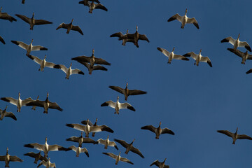 Flock of Geese Flying Overhead