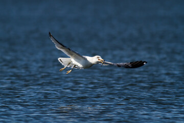 Gull flying over water