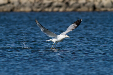 Gull taking off from water