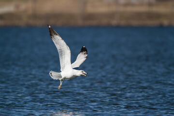 Gull taking off from water