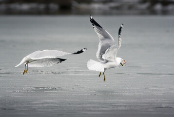 Seagulls Fighting Over Food