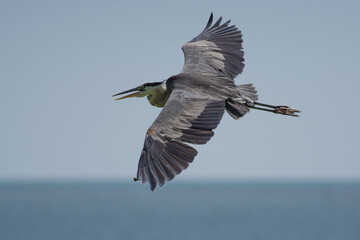 Great Blue Heron in flight