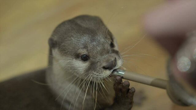 This close up video shows a cute Asian small-clawed otter drinking from a drip water bottle.