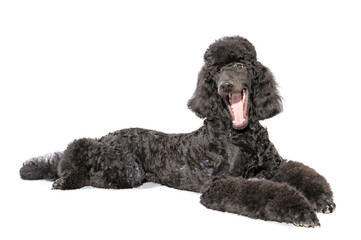 a beautiful black poodle with an open mouth lies on a light background