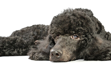 a large portrait of the face of a thoughtful black poodle lying on a light background