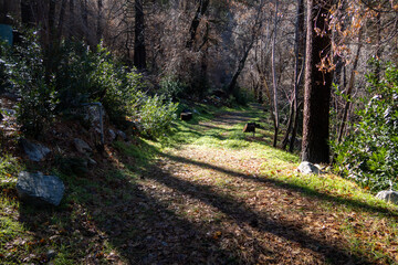 A Quiet Mountain backroad through the Forest.