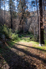 Obraz premium A Quiet Mountain backroad through the Forest.