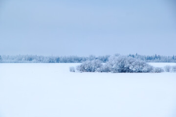 Winter scenic view to the snowy field and the forest in the background.