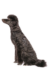 a beautiful black poodle sits sideways on a light background