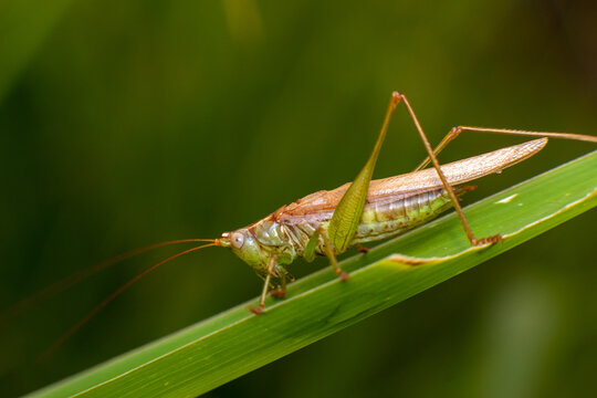 Knott bilder – Bläddra bland 9,182 stockfoton, vektorer och videor ...