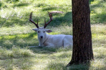 Rare white deer. Natural scene from conservation area in Wisconsin.