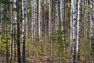 forest background, in the photo birch forest in autumn close-up