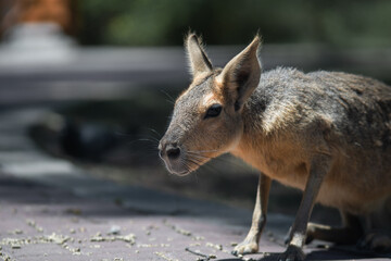 Mara patagónica comiendo en un suelo del ecoparque de Buenos Aires, Argentina