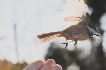 A bird flies away.