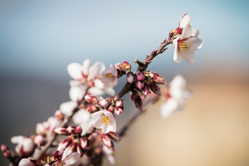 Blossoming almond tree