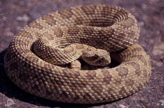 Western Rattlesnake (Crotalus viridis) USA