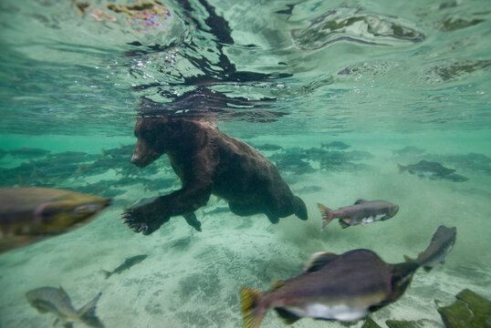 Grizzly Bear, Katmai National Park, Alaska