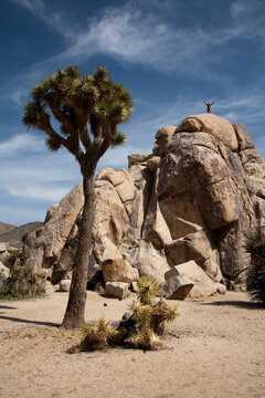 Landscapes near Ryan Campground in Joshua Tree National Park