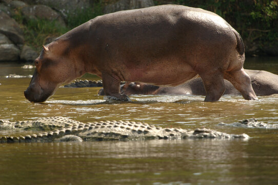 A hippopotamus walks by Nile Crocodiles.