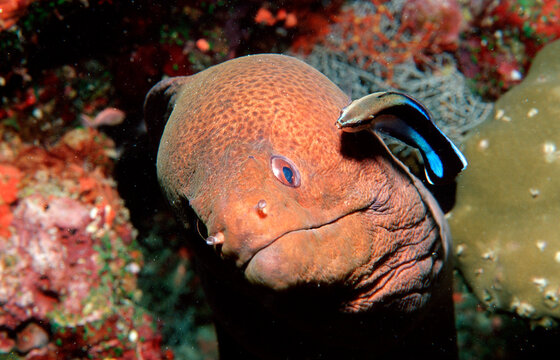 Cleaner wrasse cleaning Yellow-margined moray, Labroides dimidiatus, Gymnothorax flavimarginatus, Maldives Island, Indian Ocean, Ari Atol