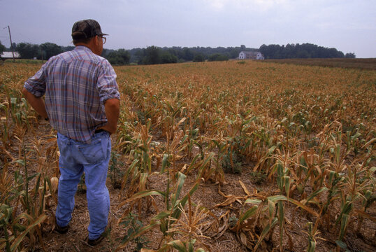 A farmer, looks at the total loss of his sweet corn crop due to lack of rain in Westminster, Maryland.