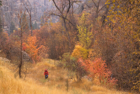 Woman hiking through autumnal forest. Maple Canyon, Utah, USA.