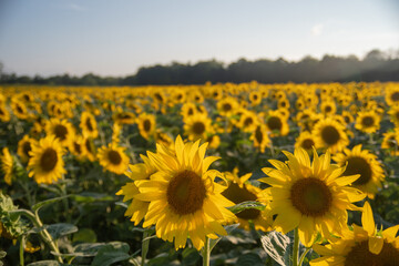 Hundreds of Lemon yellow sunflowers with bright iridescent petals in a field during an overcast august afternoon 