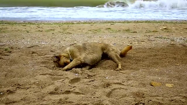 The red dog first lies adjacent to the sand, then digs it and then sits down at the end of the video