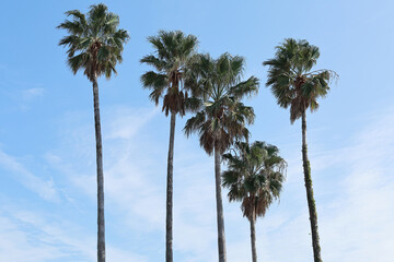 Obraz premium 푸른하늘아래에서 자라난 초록 야자수나무들