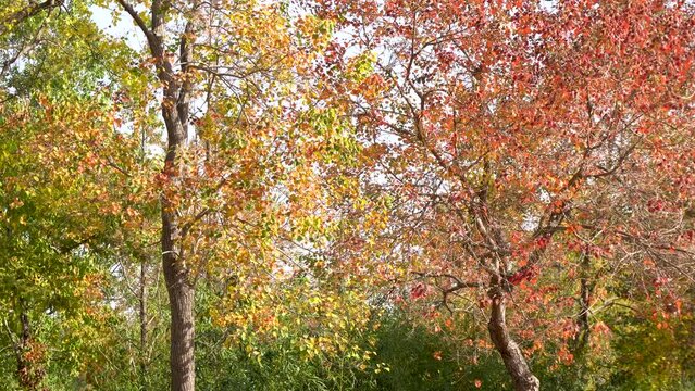 Colorful trees in the park in autumn.