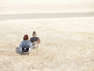 冬の公園　鴨